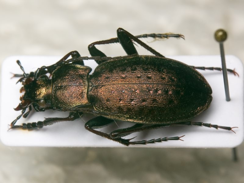 Carabus alpestris Sturm, 1815